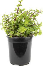 Succulents Plants Live Indoor Plants, Portulacaria Afra Live Houseplants, Live Succulents Live Plants Indoor Succulent Plants, Indoor Plant Real Succulents Plants House Plants by Plants for Pets