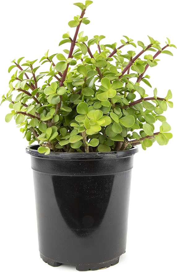 Succulents Plants Live Indoor Plants, Portulacaria Afra Live Houseplants, Live Succulents Live Plants Indoor Succulent Plants, Indoor Plant Real Succulents Plants House Plants by Plants for Pets