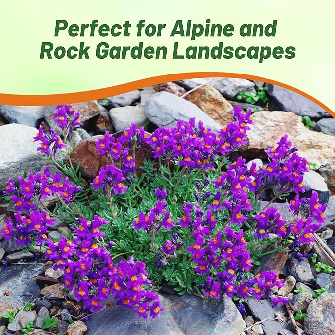 Outsidepride Linaria Alpina Alpine Toadflax Ground Cover Seeds - 250 Pcs Perennial, Dwarf Ground Cover, Attractive Green-Gray Foliage, Bright Violet Flowers Great in Full Sun & Well-Drained Rocky Soil