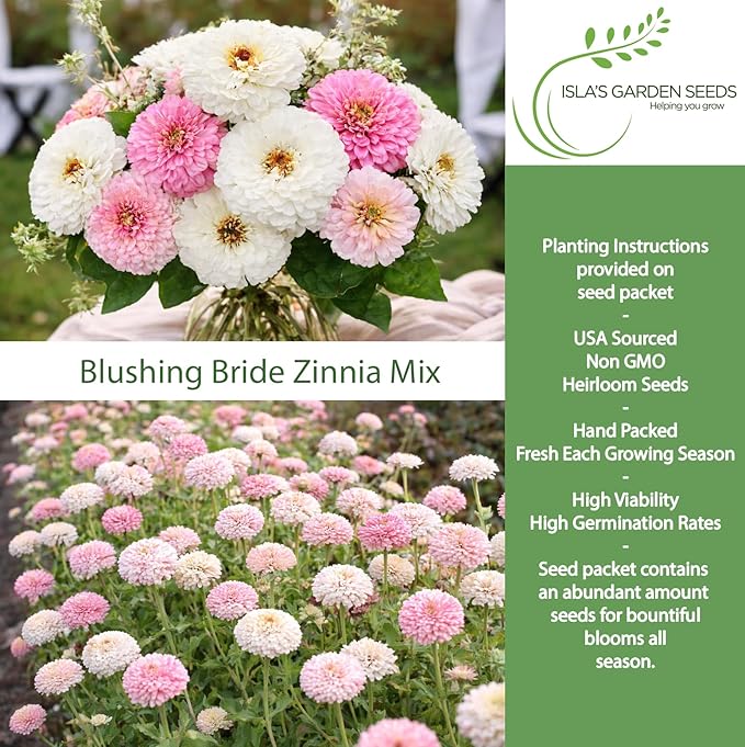 Blushing Bride Mix Zinnia Seeds (Zinnia elegans) – 200+ Heirloom Non-GMO Seeds by Isla’s Garden Seeds, Soft White & Pink Blooms, Elegant Cut Flowers, Long Blooming, Garden Gift Idea
