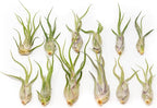 Tillandsia Caput Medusae Air Plants - Live Succulent House Plants - Available in Wholesale and Bulk - Home and Garden Decor - Easy Care Indoor/Outdoor Air Plant (Pack of 12)
