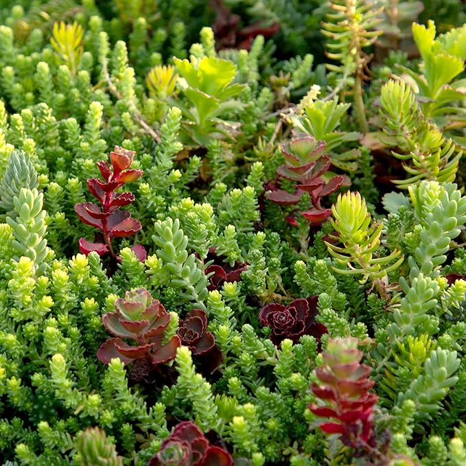 10 in. x 20 in. Sedum Groundcover Mat, Non-toxic Hardy Stonecrop for Landscaping, Live Succulents, Pet Friendly Plants for Cats & Dogs, Drought Resilient, Easy Care