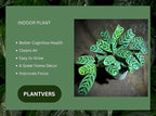PLANTVERS Calathea Burle Marx in a 6” Decorative Pot – Burle Marxii Houseplant – Live Fishbone Prayer Houseplant – Tropical Indoor Plant – Low Maintenance Indoor Plant Safe for Cats