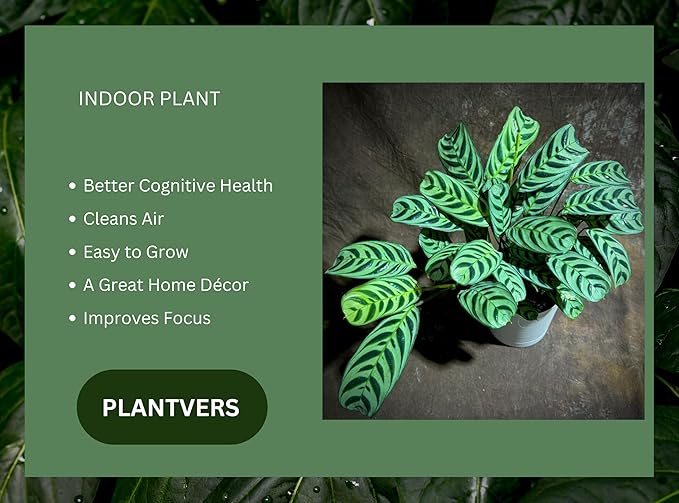 PLANTVERS Calathea Burle Marx in a 6” Decorative Pot – Burle Marxii Houseplant – Live Fishbone Prayer Houseplant – Tropical Indoor Plant – Low Maintenance Indoor Plant Safe for Cats