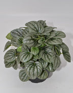 Live 6 Inch Peperomia Growers Choice 3-Pack in Nursery Grower Pot | Easy-Care Indoor Houseplant for Home and Office Decor | Air-Purifying Plant Gift