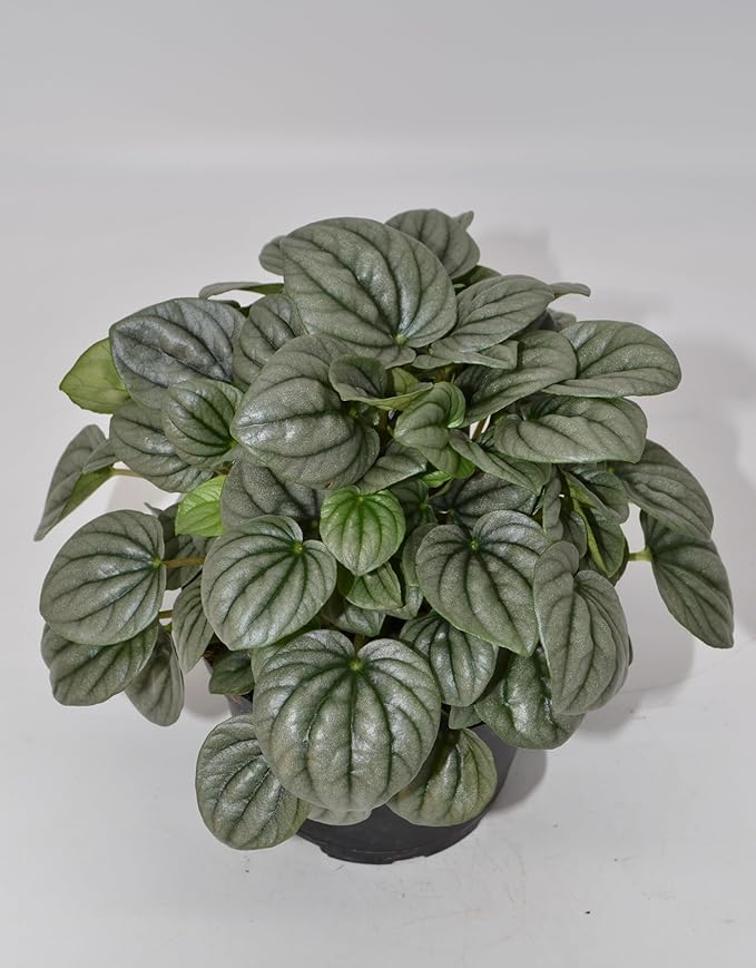 Live 6 Inch Peperomia Growers Choice 3-Pack in Nursery Grower Pot | Easy-Care Indoor Houseplant for Home and Office Decor | Air-Purifying Plant Gift