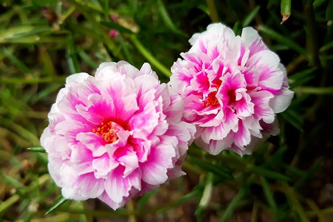 100 Mixed Colors Portulaca Moss Rose Grandiflora Flower Seeds