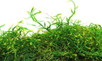 SuperMoss (25320) Forest Moss Preserved, Fresh Green, 2oz