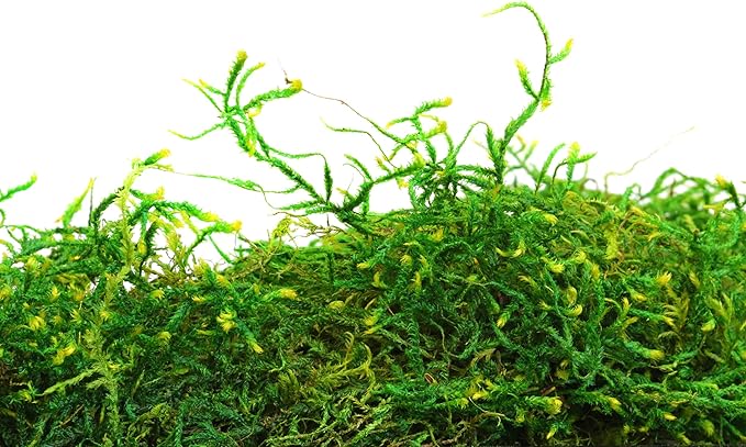 SuperMoss (25322) Forest Moss Preserved, Fresh Green, 8oz