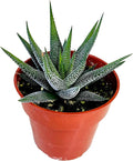 FATPLANTS Succulent Plant(s) Fully Rooted in 4 inch Planter Pots with Soil - Real Succulent Live Potted Succulents/Unique Indoor Cactus Decor (1, Haworthia concolor)