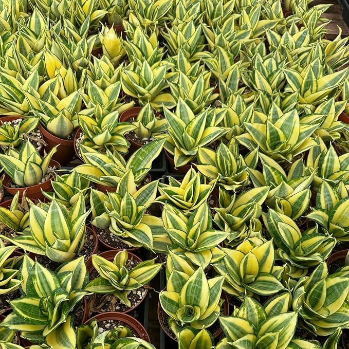 4" Live Succulent Snake Plants, Easy Care Potted Succulents, Indoor Houseplant, Unique Gifts, Home Office Décor