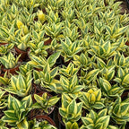 4" Live Succulent Snake Plants, Easy Care Potted Succulents, Indoor Houseplant, Unique Gifts, Home Office Décor