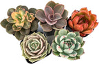Live Succulent Plants (5 Pack Assortment), 2" Live Succulents Fully Rooted in Grower Pots, Succulent Plants Live, by The Succulent Cult