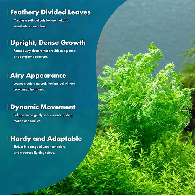 SubstrateSource Live Aquarium Stem Plants - Freshwater Aquatic Plant for Fish Tanks, Aquascaping - (Limnophila Heterophylla, 4 Bunches)