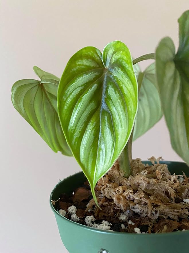 Plowmanii Philodendron - Live Plant in a 2 Inch Pot - Rare and Elegant Indoor Houseplant