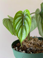 Plowmanii Philodendron - Live Plant in a 2 Inch Pot - Rare and Elegant Indoor Houseplant