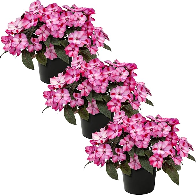 Live Flowering Sunpatiens - Red and Pink Bicolor (3 Plants Per Pack), Beautiful Annual Summer Color, 10" Tall by 6" Wide in 1 Quart Pot