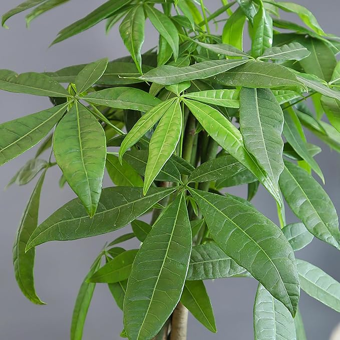 Altman Plants Money Tree Plant Decor (Approx. 1.5 Feet Tall) with 6 Inch White Plant Pot, Pet Friendly Plants, Easy Plant Gift, Easy to Grow House Plant & Desk Plant in Indoor Plant Potting Soil Mix