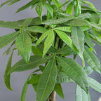 Altman Plants Money Tree Plant Decor (Approx. 1.5 Feet Tall) with 6 Inch White Plant Pot, Pet Friendly Plants, Easy Plant Gift, Easy to Grow House Plant & Desk Plant in Indoor Plant Potting Soil Mix