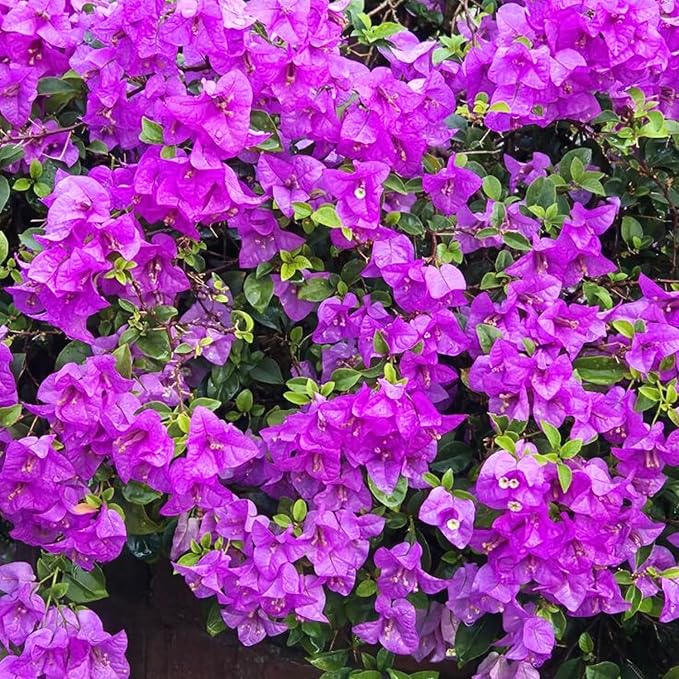 2 Bougainvillea Live Plants, Tropical Bougainvillea Flowering Vine, Fast Growing Outdoor and Container Plant, 4-8'' Tall (Bright Purple)
