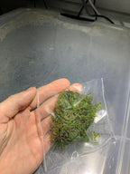 Marcus Fish Tanks - Christmas Moss Vesicularia Montagnei Easy Live Aquarium Plant Buy 2 GET 1FREE