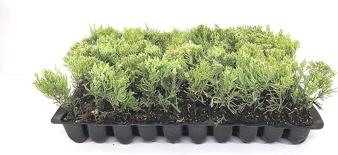 Sea Green Juniper - 20 Live Plants - Juniperus Chinensis - Hardy Evergreen Privacy Screen