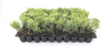 Sea Green Juniper - 30 Live Plants - Juniperus Chinensis - Hardy Evergreen Privacy Screen