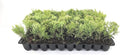 Sea Green Juniper - 40 Live Plants - Juniperus Chinensis - Hardy Evergreen Privacy Screen