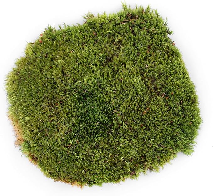 SuperMoss (21537) Mood Moss – Natural Moss for Home Decor, Terrariums, Floral Arrangements, and Craft Projects, 1,564 cu in, Dried