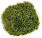 SuperMoss (21537) Mood Moss – Natural Moss for Home Decor, Terrariums, Floral Arrangements, and Craft Projects, 1,564 cu in, Dried