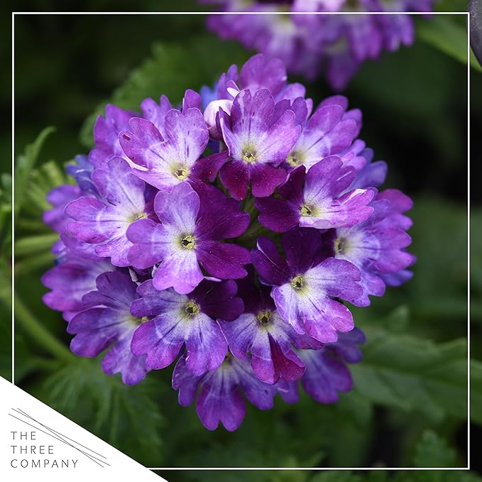Live Flowering Verbena - Purple Bicolor (3 Plants Per Pack) - Healthy Flowering Plant - Beautiful Spring Color - 10" Tall by 5" Wide in 1Qt Pot