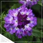 Live Flowering Verbena - Purple Bicolor (2 Plants Per Pack) - Healthy Flowering Plant - Beautiful Spring Color - 10" Tall by 5" Wide in 1Qt Pot