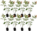 ragnaroc Dwarf Firebush 10-12" (Hamelia Patens VAR. compacta) 8ct - Live Plant for Indoor Outdoor Use, Garden & Landscaping - Live Arrival Guaranteed