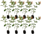 ragnaroc Dwarf Firebush 10-12" (Hamelia Patens VAR. compacta) 8ct - Live Plant for Indoor Outdoor Use, Garden & Landscaping - Live Arrival Guaranteed
