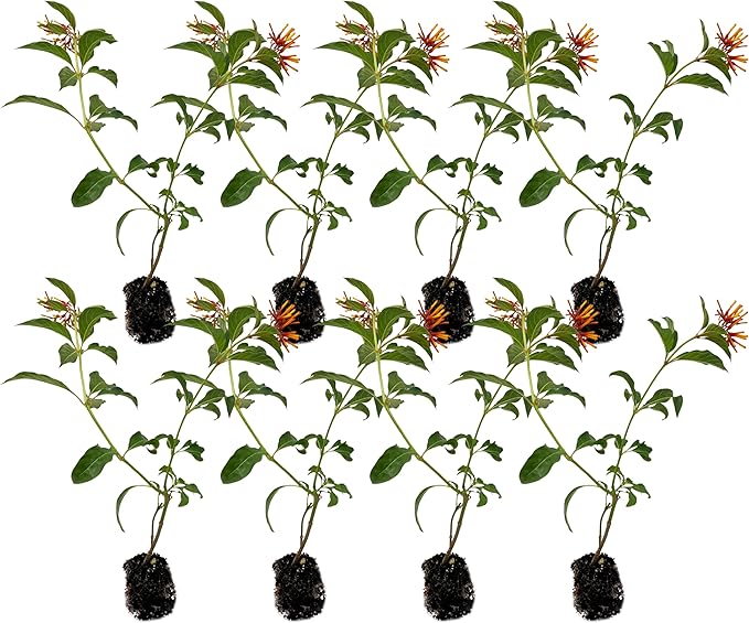 ragnaroc Dwarf Firebush 10-12" (Hamelia Patens VAR. compacta) 8ct - Live Plant for Indoor Outdoor Use, Garden & Landscaping - Live Arrival Guaranteed