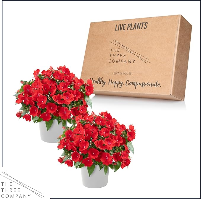 Live Flowering New Guinea Impatiens - Red (2 Plants Per Pack), Beautiful Shade Flowers, 12" Tall by 5" Wide in 1 Qt Pot