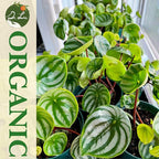 Dr. Lu’s Organic Watermelon Peperomia | Rare Peperomia Live Plant | Rooted Cute Watermelon Plant for Air Purifying | Easy Grow PeperomiaArgyreia in 4'' Nursery Pot