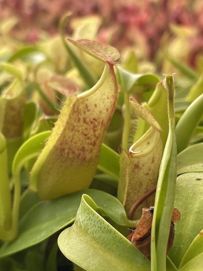 Nepenthes Sanguinea Pitcher Plant - Live Carnivorous - Beginner Friendly Tropical Pitcher Plant by Savage Gardeners
