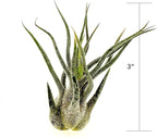 ragnaroc Air Plants - Tillandsia Pruinosa, Large 3-5" - 5ct - Live Arrival Guaranteed - House Plants for Home Decor & Gift