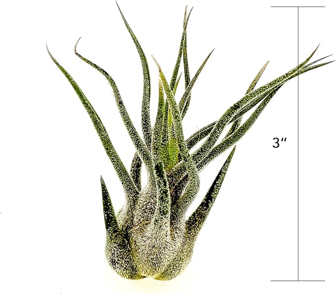 ragnaroc Air Plants - Tillandsia Pruinosa, Large 3-5" - 5ct - Live Arrival Guaranteed - House Plants for Home Decor & Gift