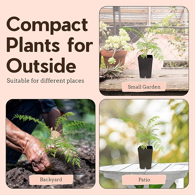 My Shelfie - Mini Jacaranda Tree, 3-4 Inch Tall Bonsai Tree in 2-Inch Pot, Live Plants Outdoor Hardiness Zones 9-11, Bonsai Live with Purple Flowers (3)