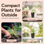 My Shelfie - Mini Jacaranda Tree, 3-4 Inch Tall Bonsai Tree in 2-Inch Pot, Live Plants Outdoor Hardiness Zones 9-11, Bonsai Live with Purple Flowers (5)