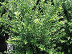 RedCrocus Steeds' Japanese Holly Ilex crenata Evergreen Shrub, Perfect for Hedges & Borders, Low Maintenance, Pet Safe, Container & Landscape Use 2' h 3 Gallon
