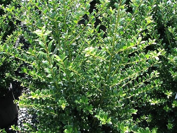 RedCrocus Steeds' Japanese Holly Ilex crenata Evergreen Shrub, Perfect for Hedges & Borders, Low Maintenance, Pet Safe, Container & Landscape Use 2' h 3 Gallon