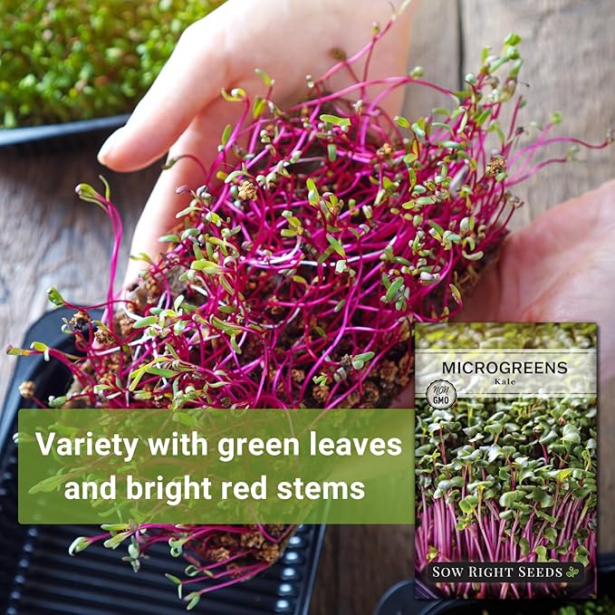 Sow Right Seeds - Red Kale Microgreen Seed for Growing - Instructions to Grow Your Own Delicious and Healthy Microgreens - Plant Indoors with no Special Equipment - Super Easy Superfood Sprouts