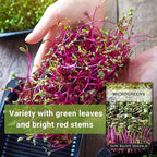 Sow Right Seeds - Red Kale Microgreen Seed for Growing - Instructions to Grow Your Own Delicious and Healthy Microgreens - Plant Indoors with no Special Equipment - Super Easy Superfood Sprouts