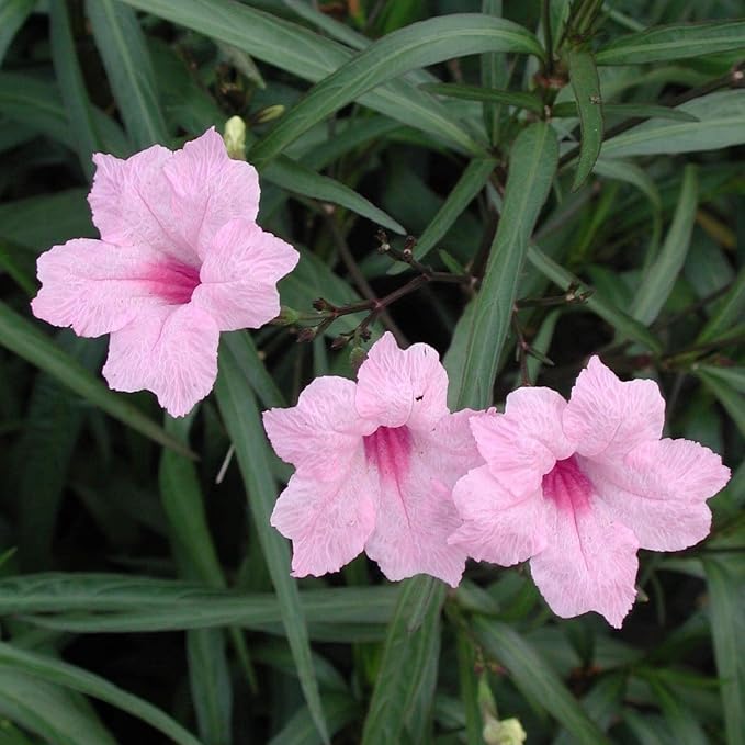 Chalily Pink Blue Bells, a Great Live Pond Plant for Your Water Garden. Filters koi and Goldfish Ponds. Good for Bogs, Plant Shelf or Shallow Water This marginal Aquatic is a Real Beauty