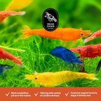 15+ Mixed Color High Grade Neocaridina Live Freshwater Shrimps for Aquarium Bignner Friendly Neocardina Shrimps Fully Mature Breeding Age Size 0.75-1 inches in Length Live Arrival Guarantee