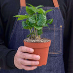 Arabica Coffee Live Plant for Indoor | Different Houseplants in 3'' Pot | Real House Plant for Living Room, Office, Desk & Bathroom | Arabian Coffee | Mountain Coffee