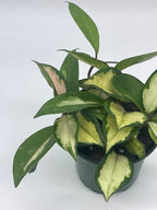 BubbleBlooms Variegated Hoya Exotica, Krimson Princess, Tricolor Crimson, Very Rare Limited Live Plant, in 4 inch Pot
